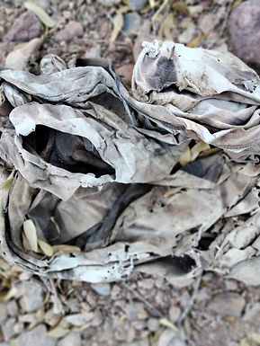 Encuentran Madres Buscadoras ocho fosas clandestinas en Nogales