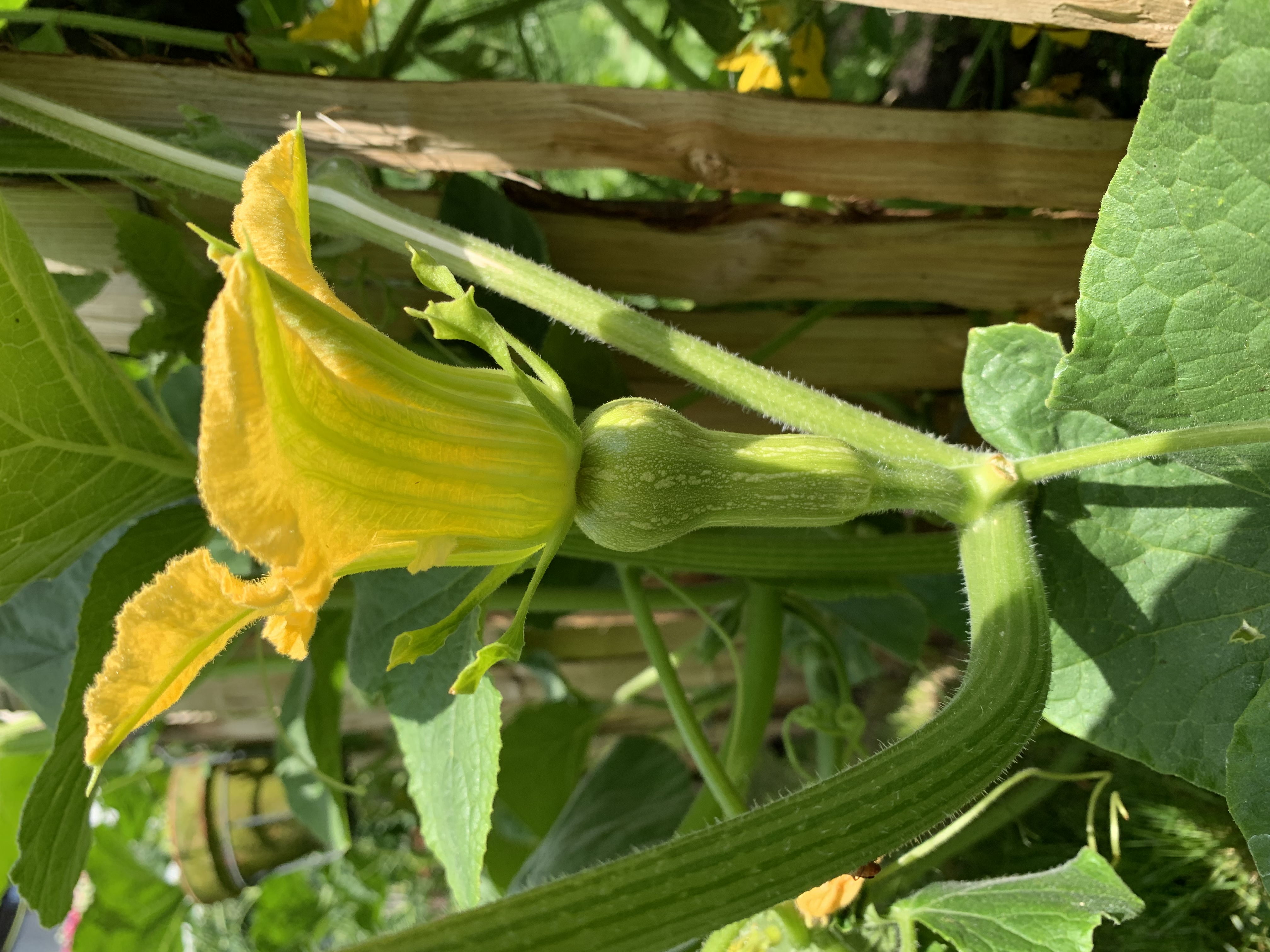 Le Potager D Arthur 2019