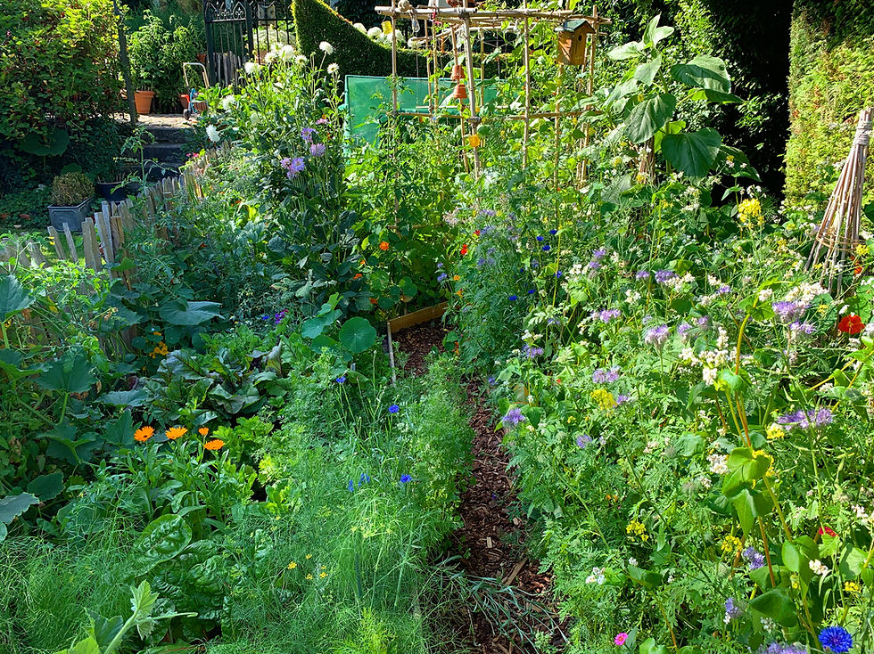 Le Potager d'Arthur, bio, organic, potager, jardin, jardinage, potager idées