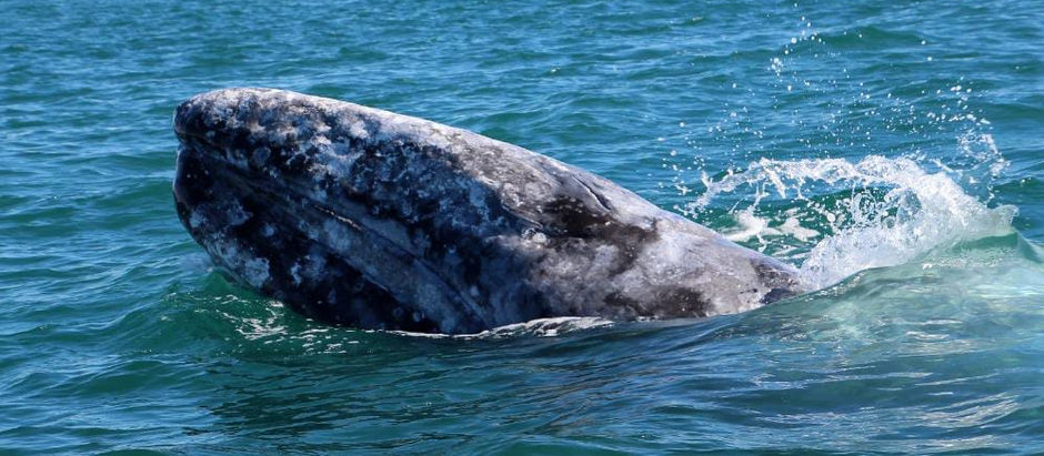 ¿Por qué los seres humanos siempre han sentido fascinación por las ballenas?