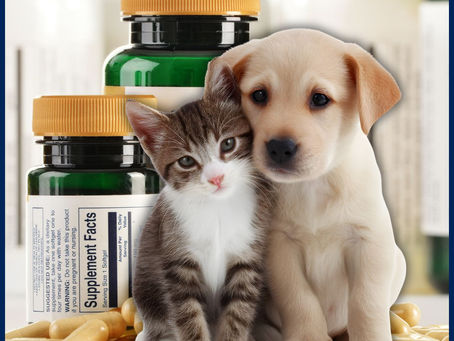 Anemia Nutricional em Filhotes: Como Diferenciar de Doenças Infecciosas