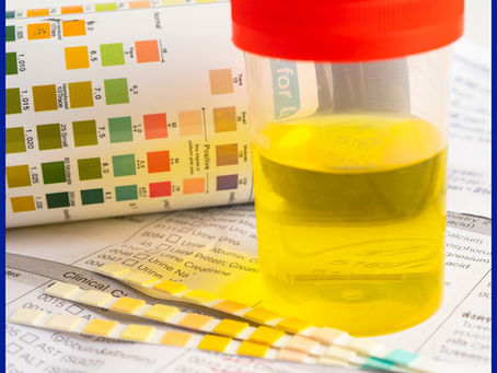 🚾 Interpretação da Urinálise em Cães: Guia Prático para Estudantes e Veterinários