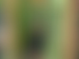 So l built a greenhouse, but was it worth it?