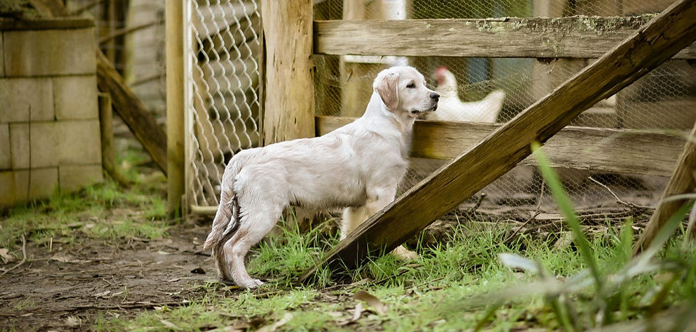 Raya as a baby checking out the chickens
