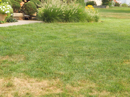 Why Your Lawn Is Turning Brown (And How to Fix It)