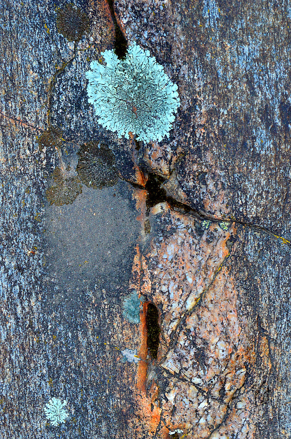 Eclosion