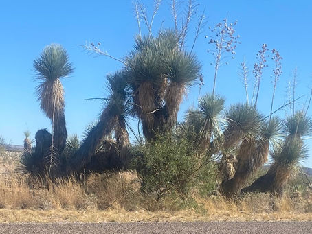 Day 26 - Thu, Oct 31 - Sierra Blanca to Van Horn (Texas)