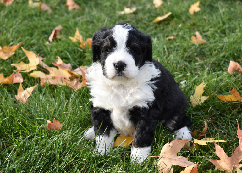 mini bernedoodle puppy