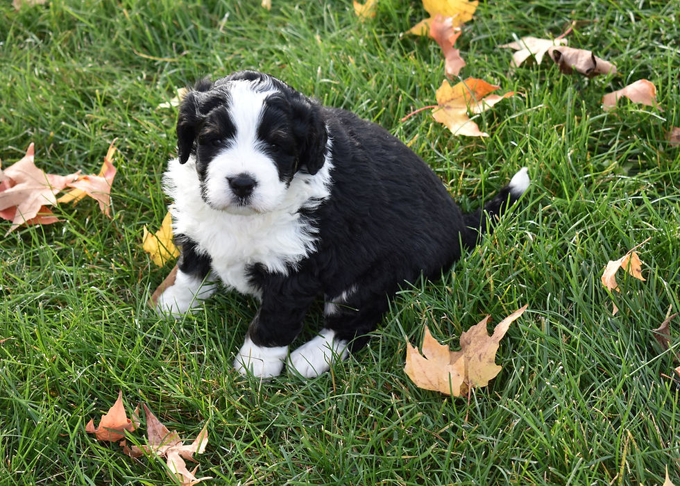 bernadoodle puppy for sale