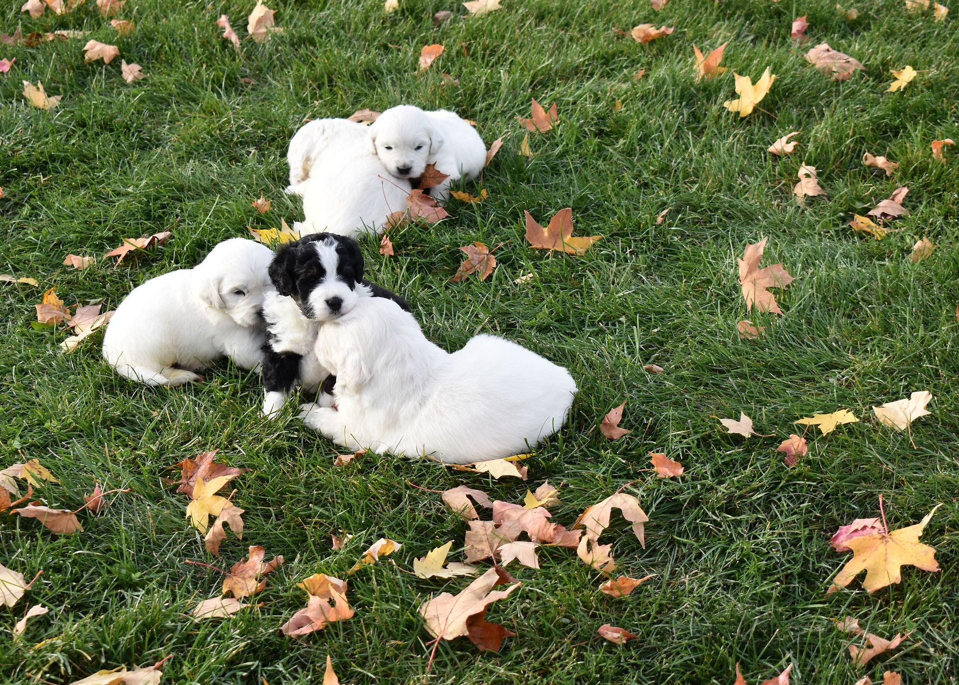 English Cream Retriever Puppy