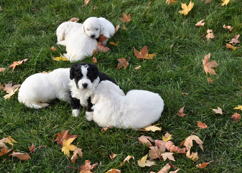 English Cream Retriever Puppy