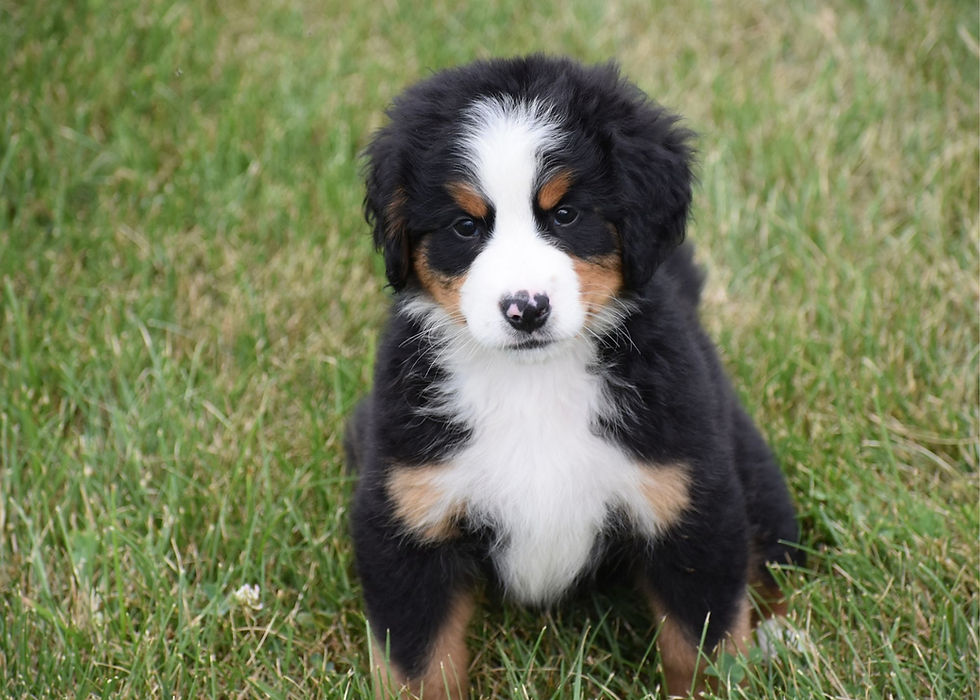 Bernese Mountain Dog Puppy