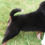 Thumbnail: Bernese Mountain Dog