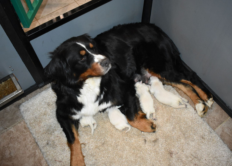 Bernese Mountain Dog