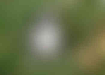 mini bernedoodle puppy