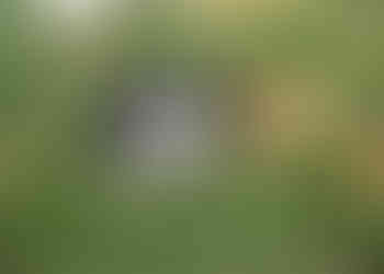 mini bernedoodle puppy