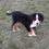 Thumbnail: Bernese Mountain Dog Puppy