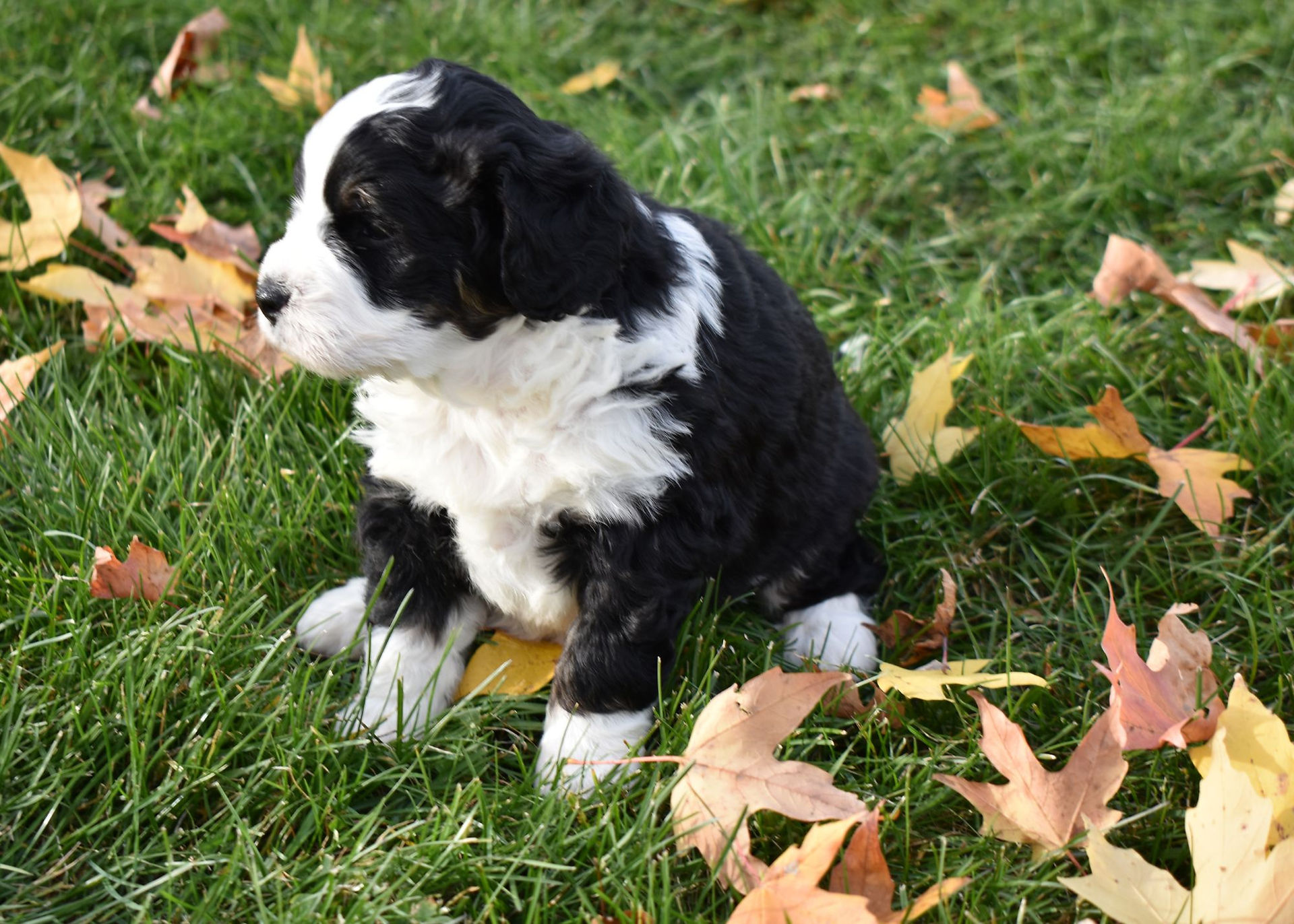 mini bernedoodle puppy