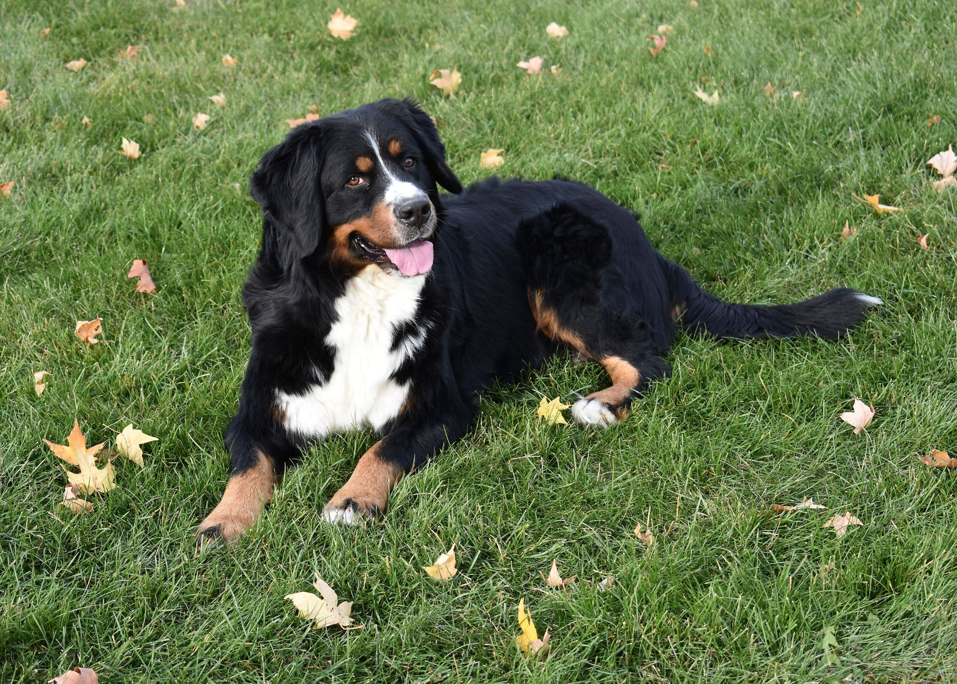 Bernese Mountain Dog 