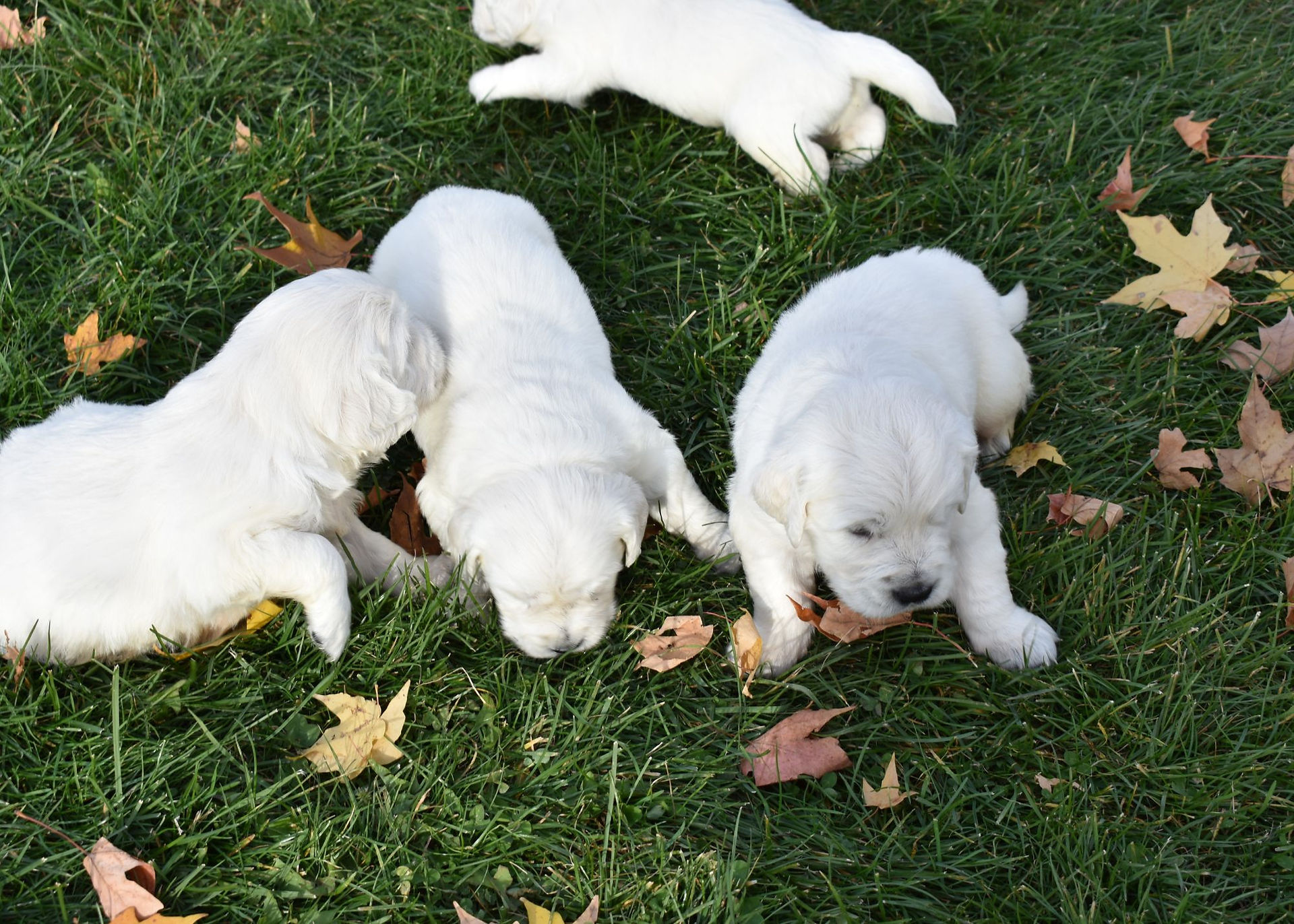 English Cream Retriever Puppy