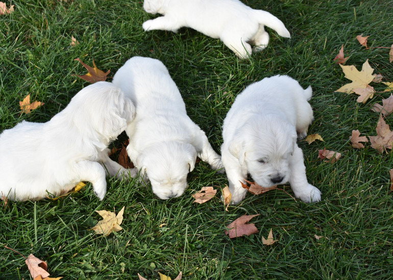 English Cream Retriever Puppy
