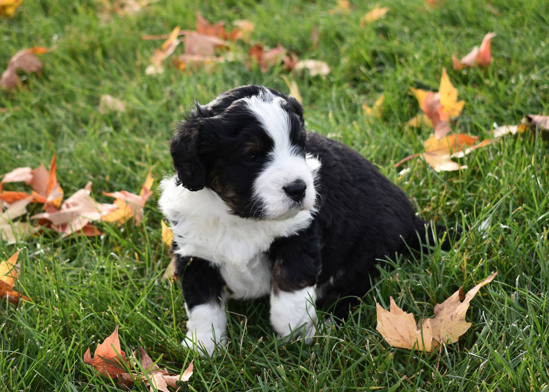 mini bernedoodle puppy