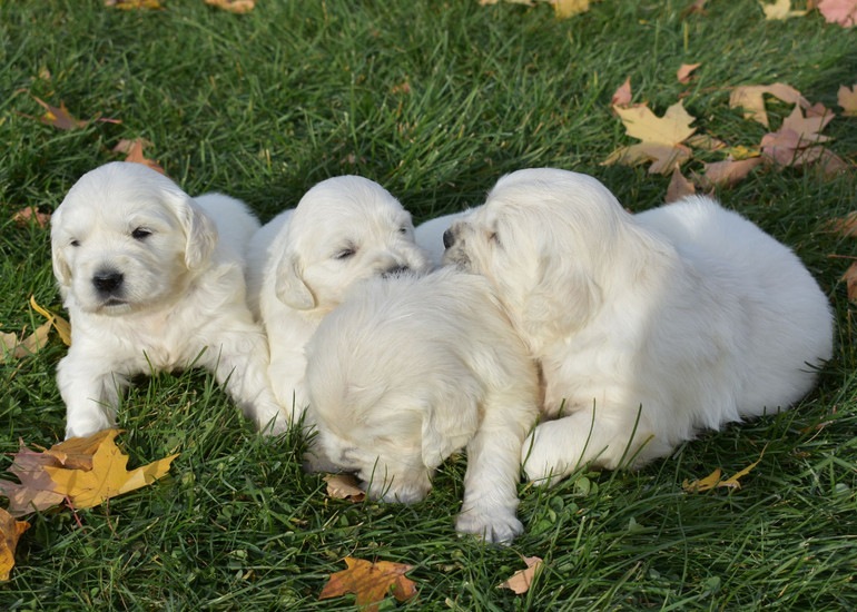 English Cream Retriever Puppy