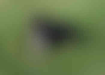 Bernese Mountain Dog