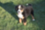 Thumbnail: Bernese Mountain Dog