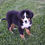 Thumbnail: Bernese Mountain Dog Puppy
