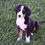 Thumbnail: Bernese Mountain Dog Puppy