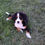 Thumbnail: Bernese Mountain Dog Puppy