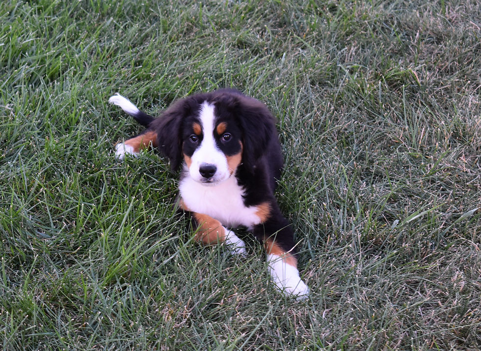 Bernese Mountain Dog Puppy