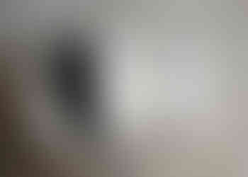 English Cream Retriever Puppy