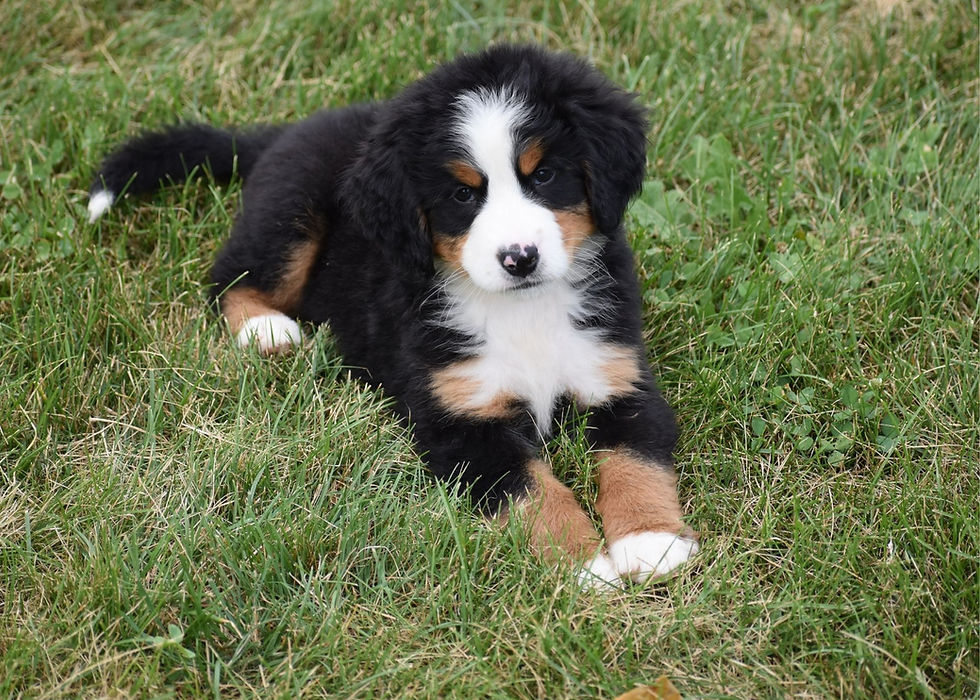 Bernese Mountain Dog Puppy