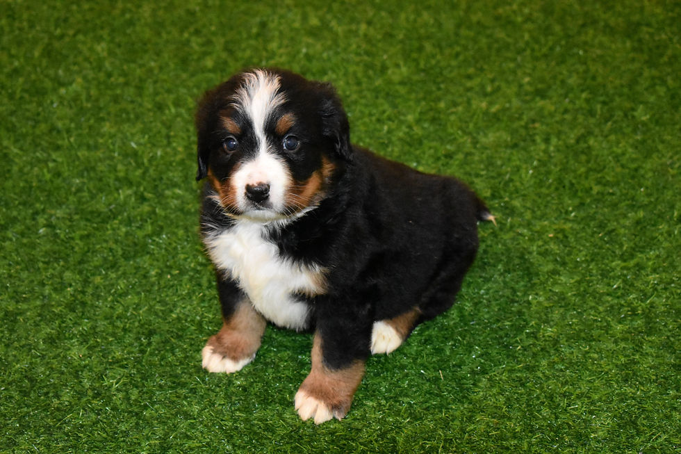 Bernese Mountain Dog Puppy