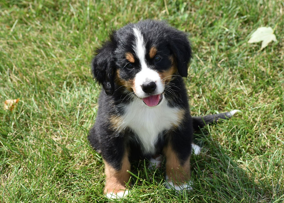Bernese Mountain Dog