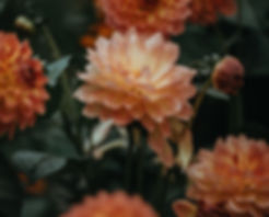 Orange Dahlia