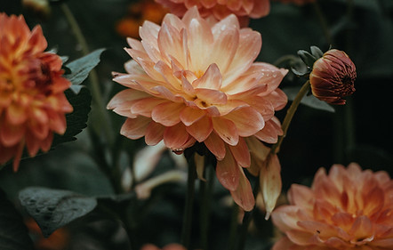 Orange Dahlia