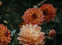 laranja Dahlia