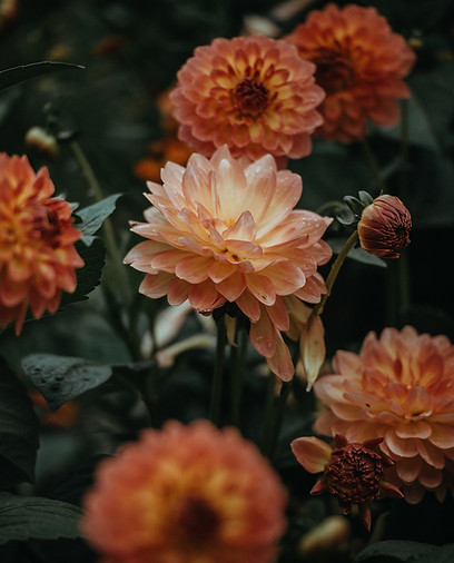 Orange Dahlia