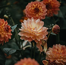Orange Dahlia