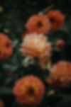 Orange Dahlia