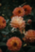 Orange Dahlia