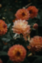 Orange Dahlias Blooming