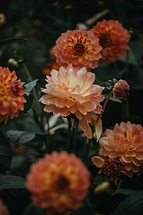 Orange Dahlias Blooming