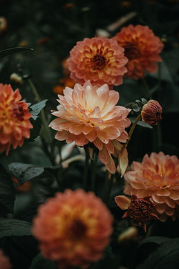 Orangefarbene Dahlien blühen