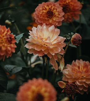 Orange Dahlia