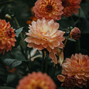 Orange Dahlia