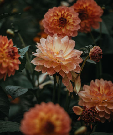 Orange Dahlia